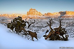SanRafaeltreepan