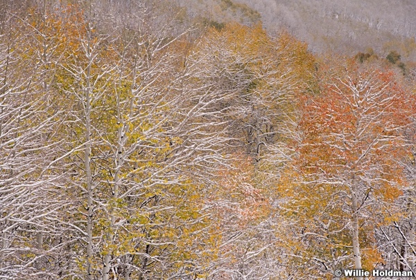 Autumn Snow Aspens 101018 0047 2