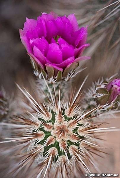 Fusia Cactus 041516 8680