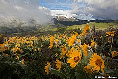 Yellow Daisies Timp 052913 6129
