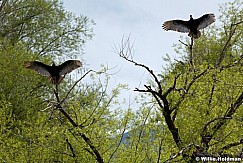 turkeyvultures 20