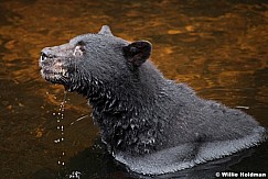 Black Bear Alaska 081916 5531