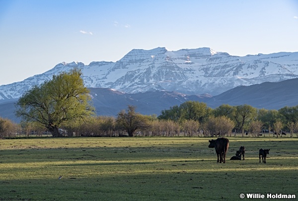 Spring Green Pasture Heber 050219 7706 2