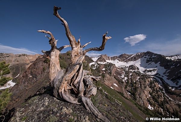 Bristle Cone Pine 060819 9815 3