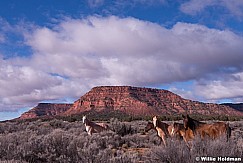 Horses Kanab 013115 6007