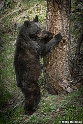 Black Bear Cub 050817 4726