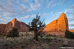 Juniper Tree Between Domes 051123 7272