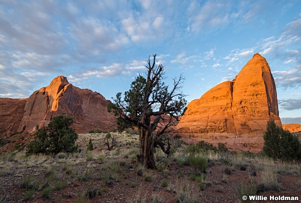 Juniper Tree Between Domes 051123 7272