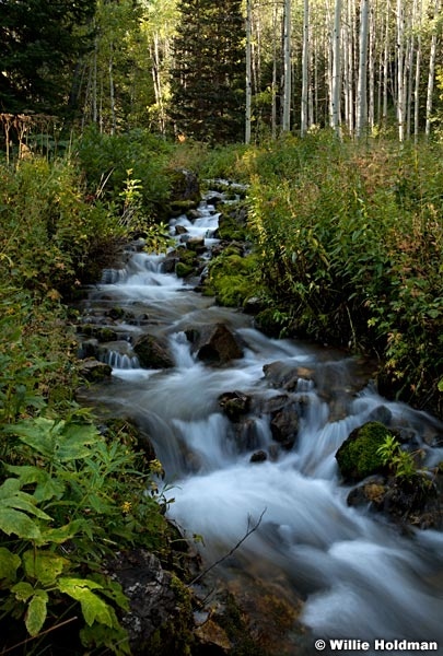 Aspengrovestream091211 54