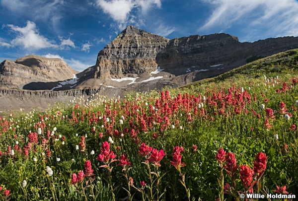 Timpanogos Basin Wildflowers 071915