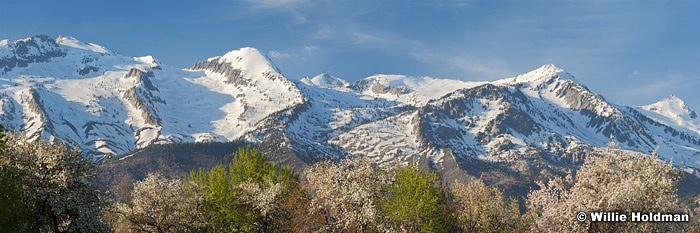 Lonepeakblossomspan051008