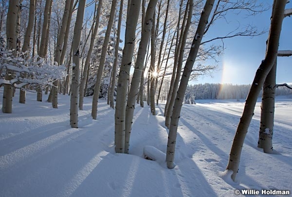 Rainbowaspensnow020711 75