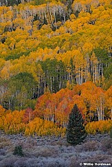 Red Orange Yellow Green Aspens 100323 7793