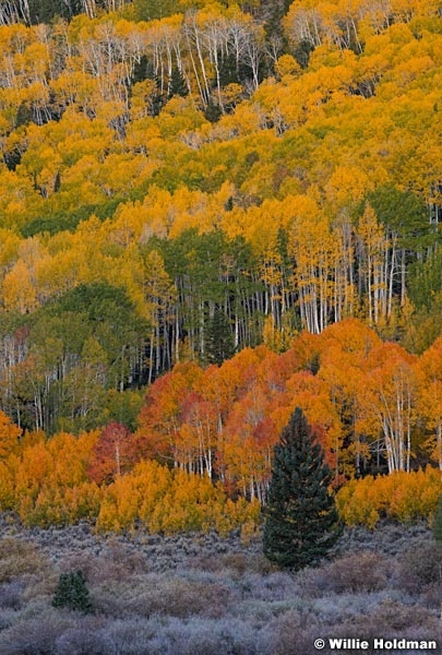 Red Orange Yellow Green Aspens 100323 7793