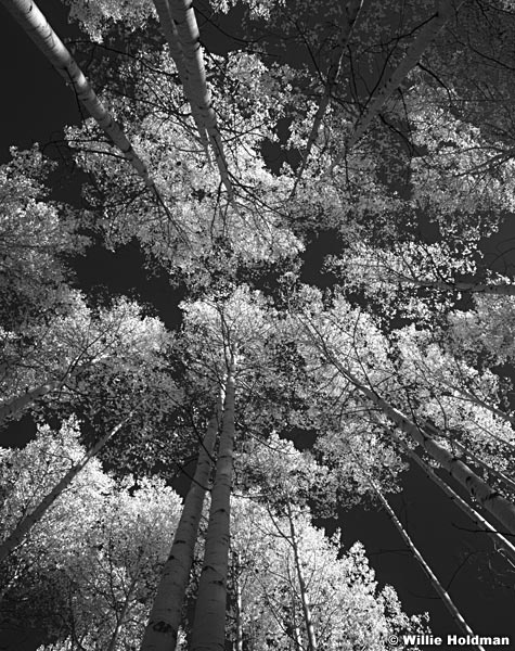 114040007502BW