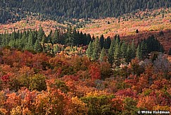 Payson Canyon Autumn 100417 8742