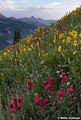 Pfeifferhorn WildflowersF 071118 0263