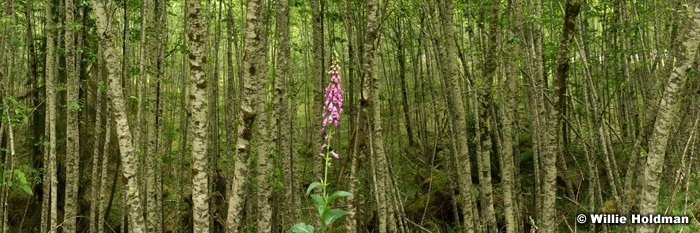 foxglovebirchpan061208