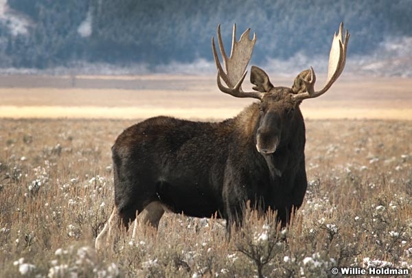Moose112409 2550