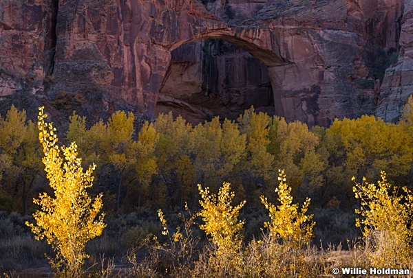 Escalante Arch Cottonwoods 102718 6110