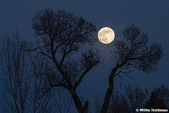 Full Moon Cottonwoods 121424 1883 2