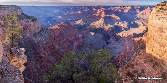 Grand Canyon Rim Tree 020115