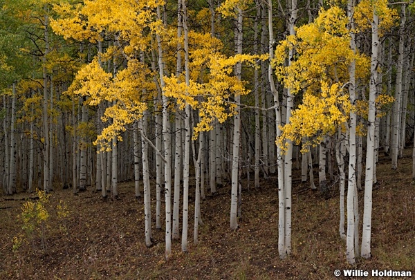 Yellow Green Aspen 092612a