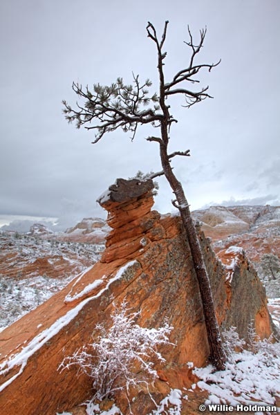 Zion Winter Snow 031712