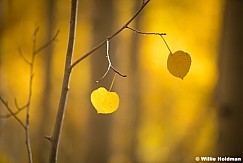 2 aspen Leaves 093024 1064