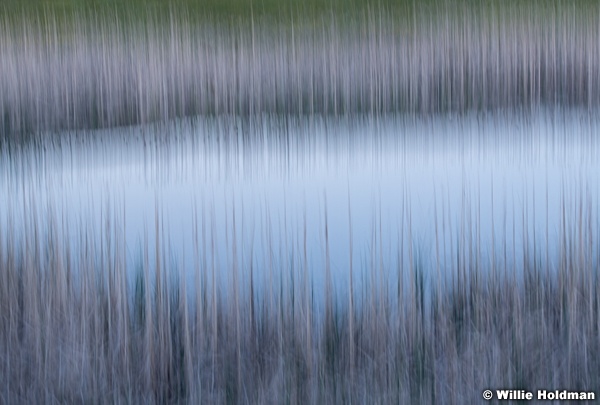 Cattails Spring Pond 061919 5199