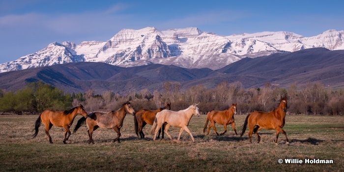 Horses Running Heber 20x40 042214 5833