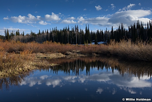 Pine Tree Reflection 053013 6651