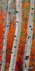 aspentrunkvrtFSharpen