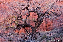 Cottonwood Tree Escalante 110616 2326 4