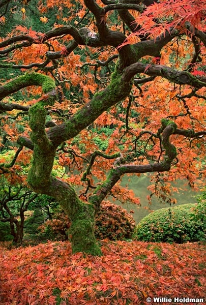 Japanese Maple 110414 6332 workingVertgreen