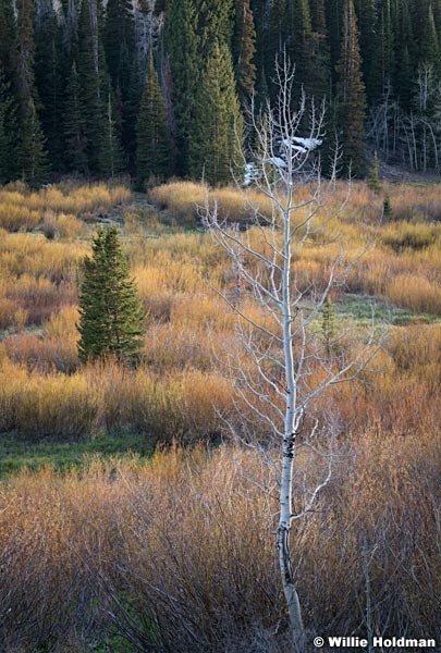 Lone Aspen Tree Reeds 052402 2406