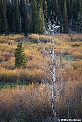 Lone Aspen Tree Reeds 052402 2406
