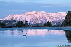 Two Geese Timpanogos F 050323 5714