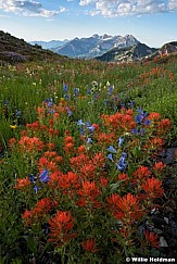 Timpanogos AF cangon paintbrush 081217 9513