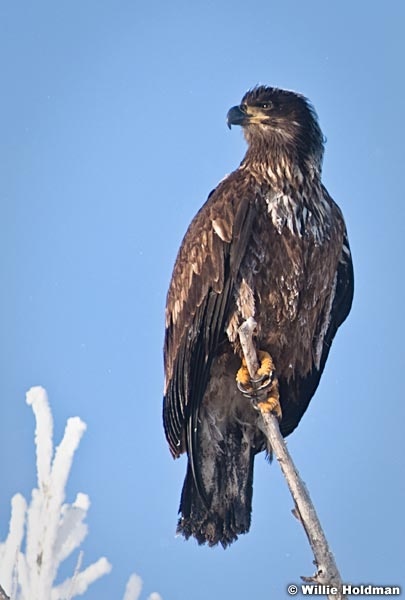 BaldEagle010209 0771