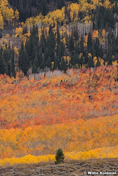 Lone Pine Orange Red Aspens 100521 9933