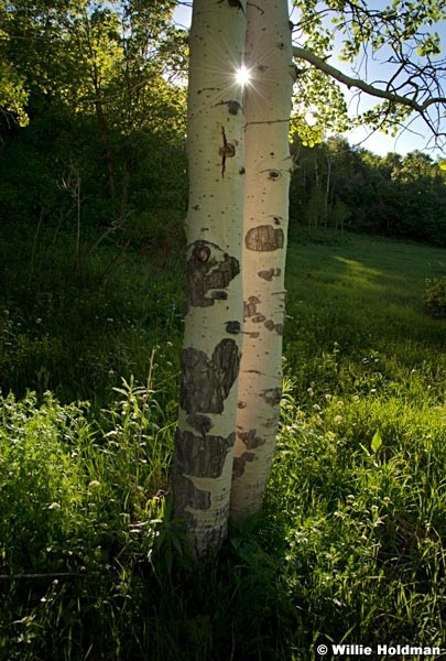 Translucentaspen061910