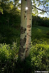 Translucentaspen061910