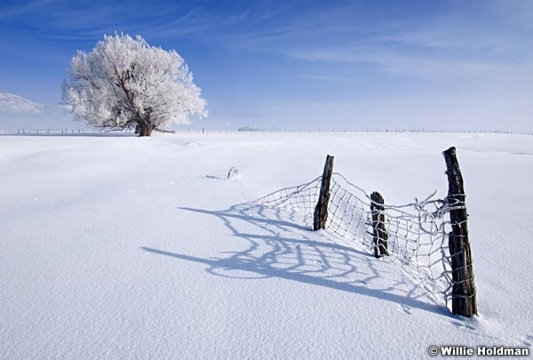 Frostytreepasture022009 12719
