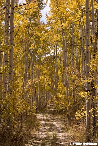 Yellow Road Aspens 100813 0394