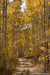 Yellow Road Aspens 100813 0394