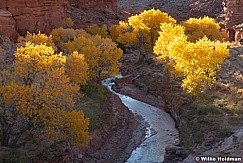 Yellow Cottonwoods Sulpher Creek 103024