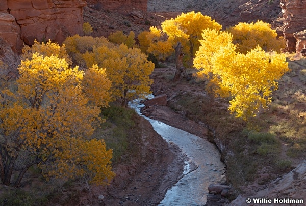 Yellow Cottonwoods Sulpher Creek 103024