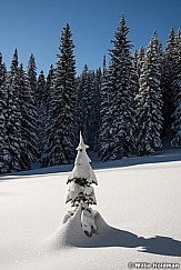 Lone Pine Winter Snow 011417 1195