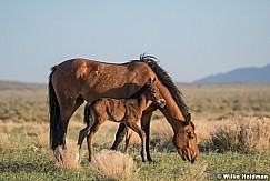 Mother and Foal 051621 8427